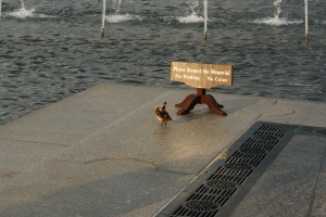 Duckling at WWI Memorial